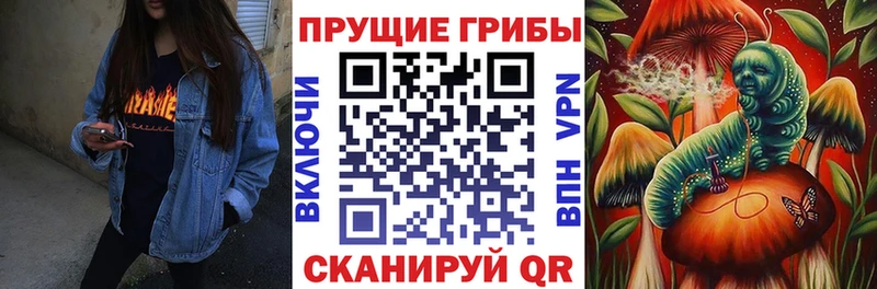 где купить наркоту  кракен зеркало  Галлюциногенные грибы GOLDEN TEACHER  Кириллов 